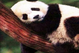 古代大熊猫为什么叫做食铁兽 大熊猫真的是蚩尤的坐骑吗