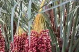生产椰子最多的国家及地区在哪里？有什么优势存在？