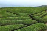 探索茶叶的起源与分布，史料中是如何记载的？