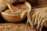 在春秋战国时期，朝廷官员为何如此重视小麦的种植？
